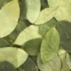 coca leaves peru buy online